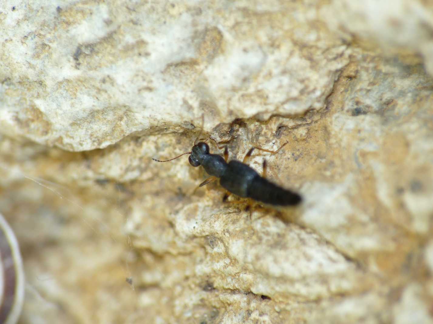 Stafilinide con occhi sporgenti: Stenus sp.